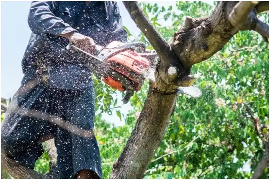 tree services Woodcreek